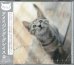 画像1: まるごと! アメイジング・グレイス[CD] (1)