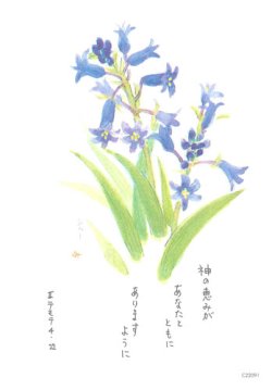画像1: 花と祈りポストカード　シラー （5枚組）