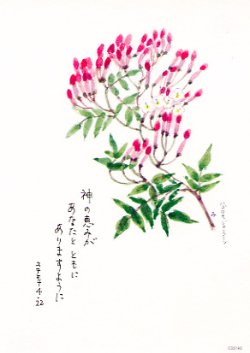 画像1: 花と祈りポストカード　ハゴロモジャスミン （5枚組）