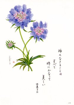 画像1: 花と祈りポストカード　スカビオーサ （5枚組）