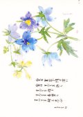 花と祈りポストカード　ベラドンナ （5枚組）