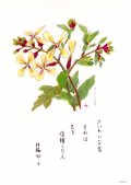 花と祈りポストカード　キハナススシロ （5枚組）