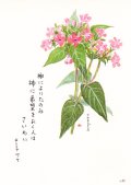 花と祈りポストカード　クササンダンカ （5枚組）