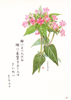 画像1: 花と祈りポストカード　クササンダンカ （5枚組）