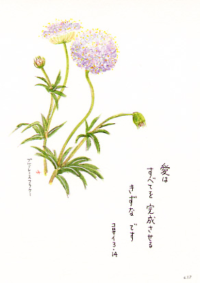 花と祈りポストカード ブルーレースフラワー 5枚組 パウルスショップ