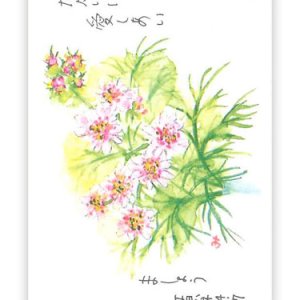 画像: ミニカード ピンクの花（10枚セット） ※返品不可商品