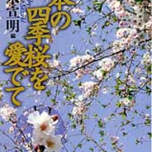 画像: 一本の四季桜を愛でて