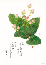 画像: 花と祈りポストカード　ヒペリカム （5枚組）