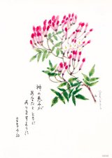 画像: 花と祈りポストカード　ハゴロモジャスミン （5枚組）