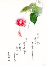 画像: 花と祈りポストカード　フウリンブッソウゲ（5枚組）