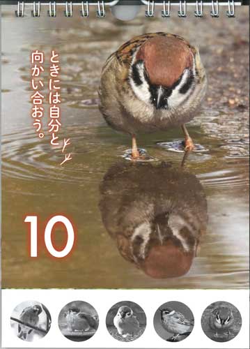 画像2: ひめくり　すずめ　いつもそばにいるよ！  ※返品不可商品