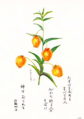 花と祈りポストカード サンダーソニア 5枚組 パウルスショップ